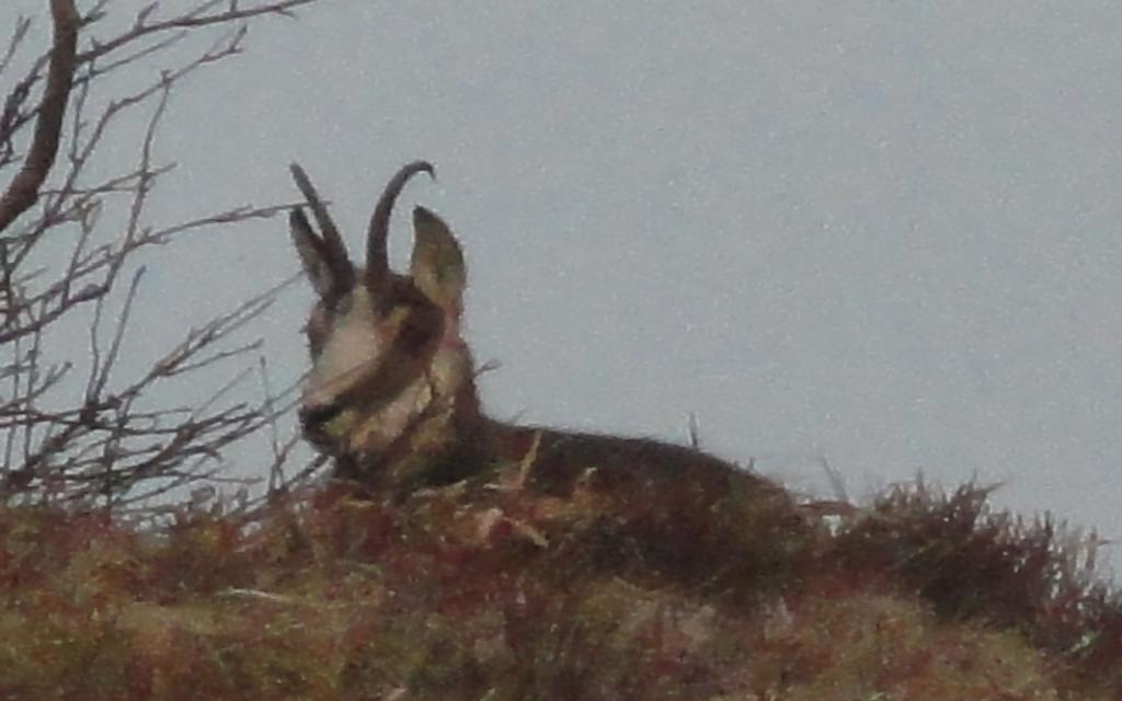 Les Chantenees La Bresse Luaran gambar
